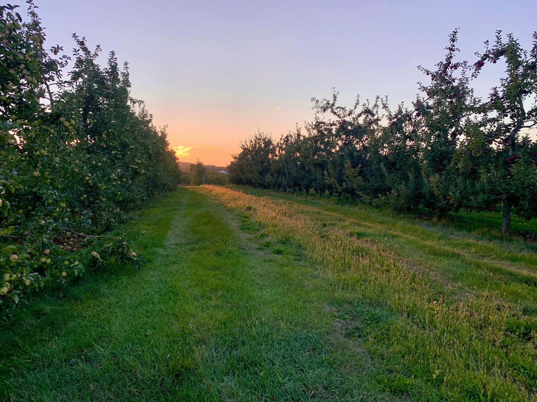 Mały sad jabłoni w świetle zachodu słońca na wiejskich polach