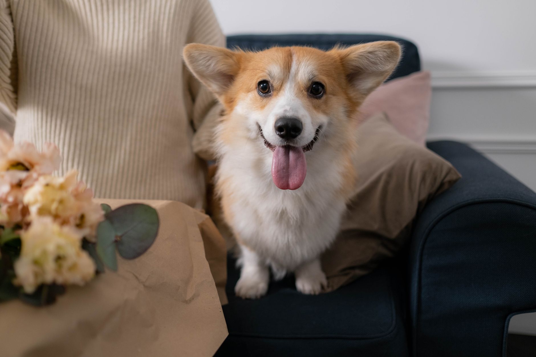 Corgi siedzący na kanapie obok kwiatów w przytulnym salonie