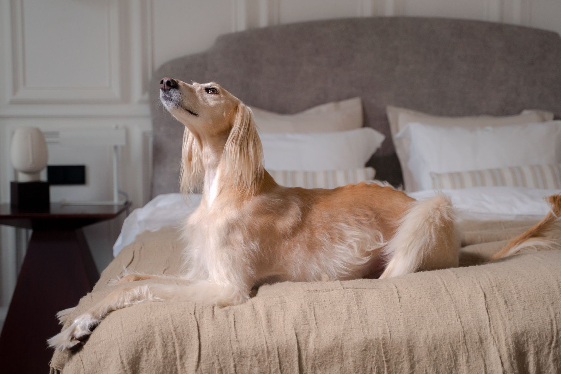 Pies rasy saluki leży na łóżku w stylowej, przytulnej sypialni